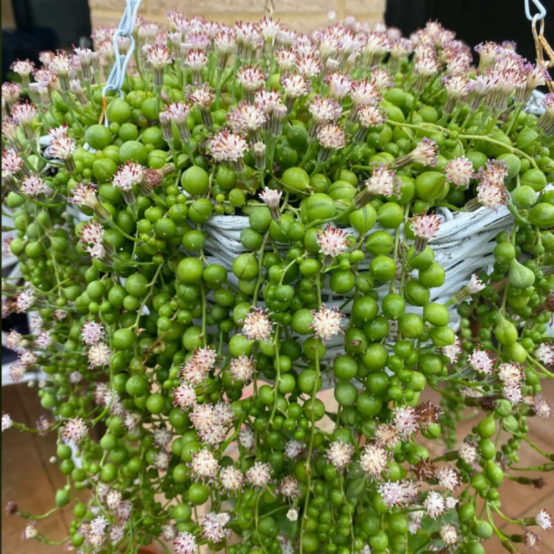 String Of Pearls Succulents Plants