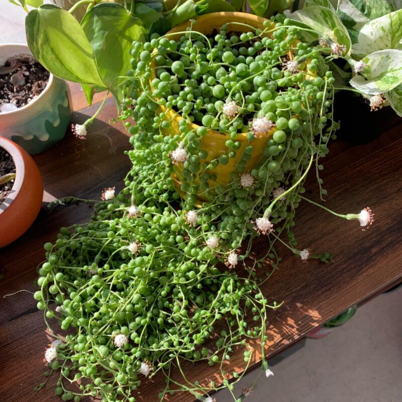 String Of Pearls Succulents Plants