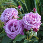 Heirloom Fragrant Plum Rose Plant Live, 2 Quart Rose Potted Live Plant
