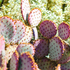 2 Purple Prickly Pear Cactus Cuttings, 5 to 7 Inches Tall, Live Prickly Pear Cactus Plants, Succulents Plants Live for Garden