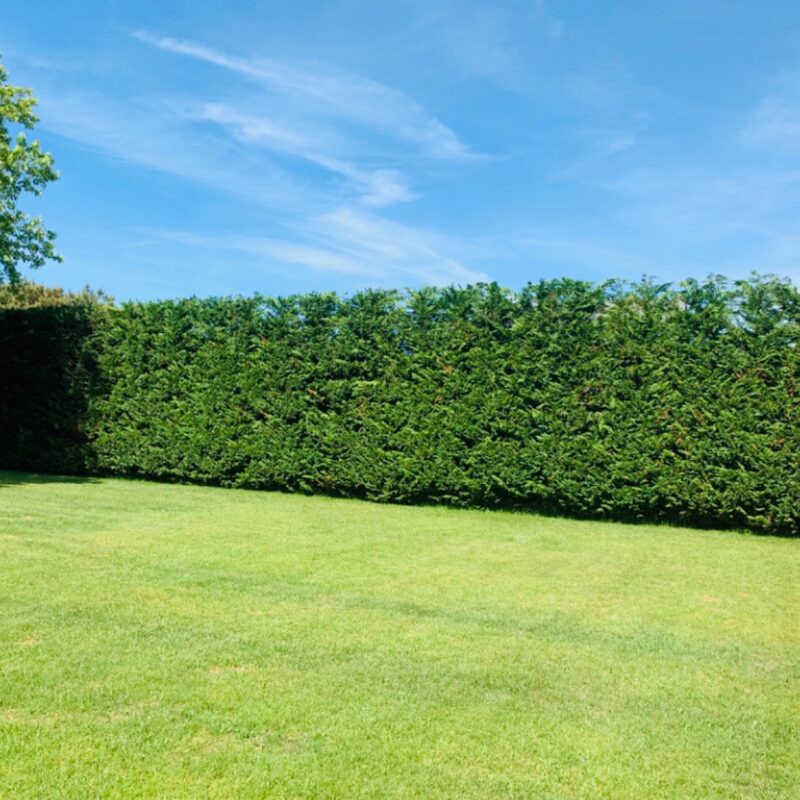 Thuja Green Giant Arborvitae Trees Live Plants - 2.5" Pot - 12-18" Tall