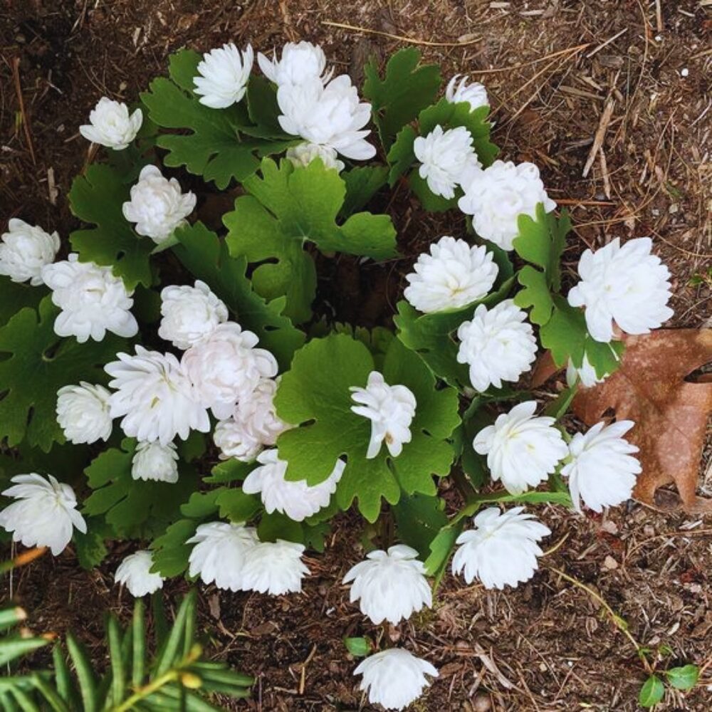 4 Maid of Orleans Sambac Jasmine Live Plants, Arabian Jasmine Plant Live, 4 to 6 Inc Tall, Tea Jasmine Fragrant Plant