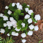 4 Maid of Orleans Sambac Jasmine Live Plants, Arabian Jasmine Plant Live, 4 to 6 Inc Tall, Tea Jasmine Fragrant Plant