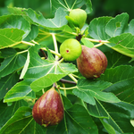 Brown Turkey Fig Plant 4-8 Inc