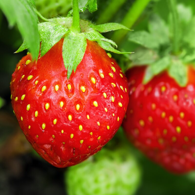 Strawberry Plants Bareroot - 100 Bareroots - Quinault Everbearing Strawberry