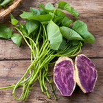 10 Okinawa Purple Sweet Potato Slips, Live Plant Cuttings