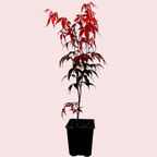 Japanese Maple Tree - 1 to 2 Ft Tall - Acer palmatum