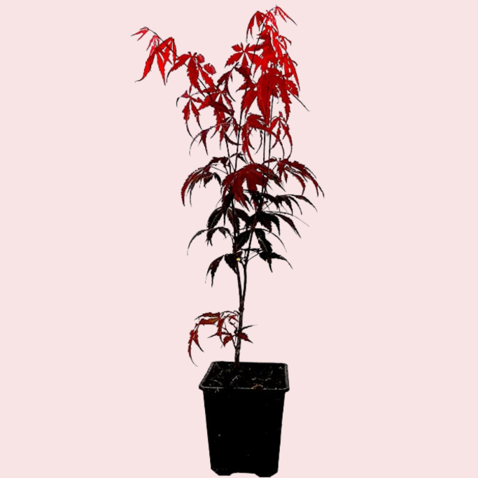 Japanese Maple Tree - 1 to 2 Ft Tall - Acer palmatum