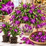 4 Christmas Cactus Plants Live, 5-9 Inch Tall (Purple)