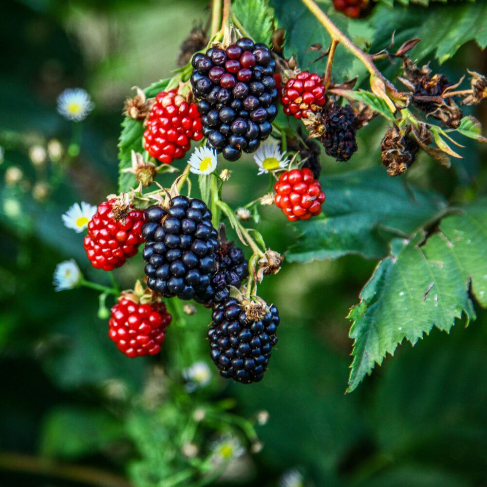2 Chester Blackberry Plants, Thornless Blackberry Plants Live for Planting, Blackberry Bush, Blackberries Plants, Fruit Bushes Live Plant, Blackberries Fruit Trees 5 to 9 Inches Tall