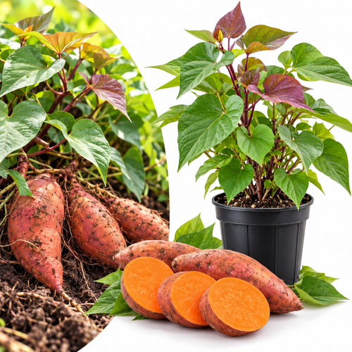 Sweet Potato Live Plant, Ipomoea Batatas Starter, 4-Inch Pot