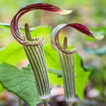 10 Jack In Pulpit Bulbs For Planting