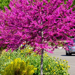 15 Eastern Redbud Trees Live Plants - 6"-12" - Zones 4-9 - Cercis Canadensis Red Bud Trees Live Plants Bareroot Seedlings Outdoor Fast Growing
