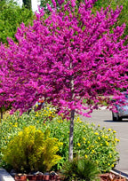 15 Eastern Redbud Trees Live Plants - 6"-12" - Zones 4-9 - Cercis Canadensis Red Bud Trees Live Plants Bareroot Seedlings Outdoor Fast Growing