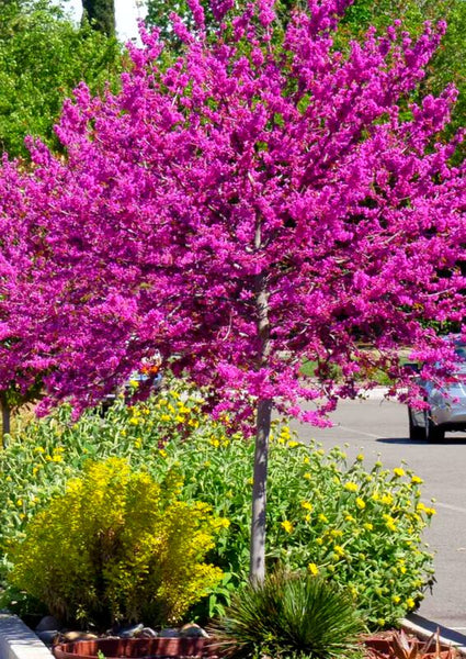 15 Eastern Redbud Trees Live Plants - 6"-12" - Zones 4-9 - Cercis Canadensis Red Bud Trees Live Plants Bareroot Seedlings Outdoor Fast Growing