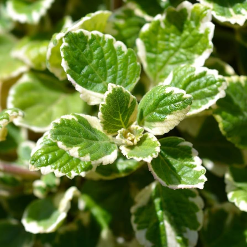 2 Plectranthus Variegated Swedish Ivy Live Plant 4-8 Inch Tall, In 4 Inch Pot