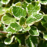 2 Plectranthus Variegated Swedish Ivy Plants Houseplant 4-8 Inch Tall In 4 Inch Pot