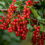 Consort Black Currant, Red Currant, Red Lake Currant, Black Currant Live Plant 5-9 Inc, Choose Variety