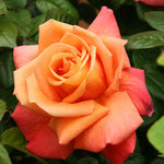Royal Dane Rose Plant Live