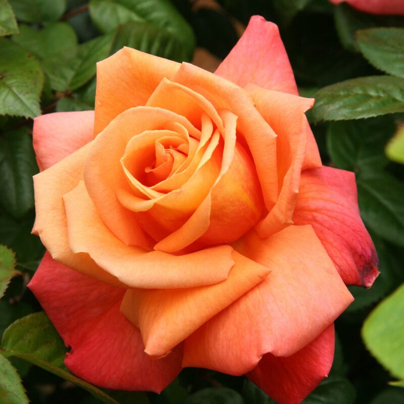 Royal Dane Rose Plant Live