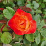 Sun Fire Rose Plant Live