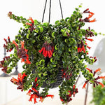 Twisted Curly Lipstick Vine, In 3" Pot