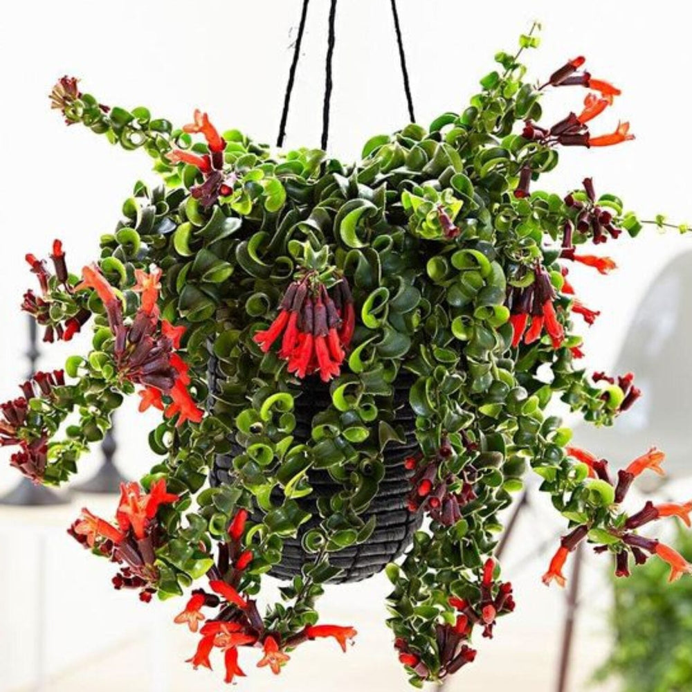 Twisted Curly Lipstick Vine, In 3" Pot