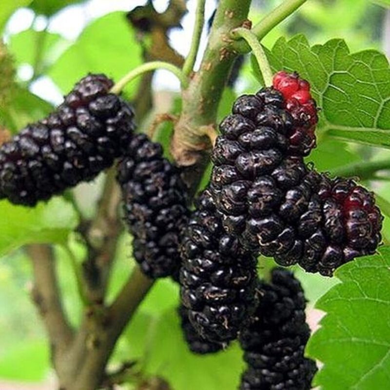 2 Mulberry Plants