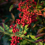 2 Yaupon Holly Trees