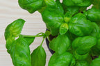 2 Sweet Basil Plants for Sale - 3 to 5 Inc Tall - Large Leaf Italian Basil Plants, Basil Plant Pot 4''