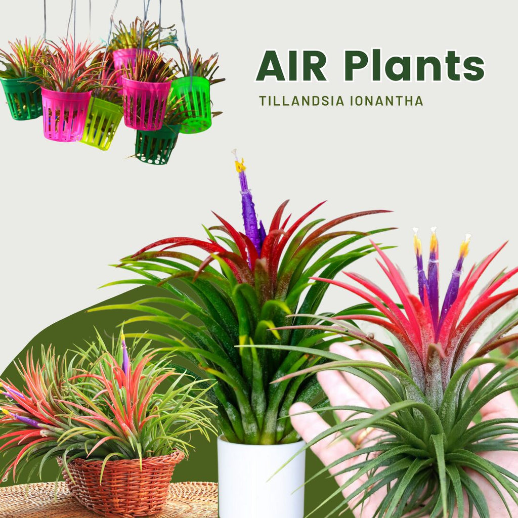 15 Red Tillandsia Air Plants Live - 2 to 3 Inc Tall - Air Plant Live - Succulent Plants Live