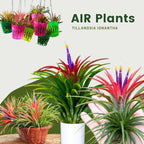 15 Red Tillandsia Air Plants Live - 2 to 3 Inc Tall - Air Plant Live - Succulent Plants Live