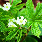 10 Goldenseal Roots