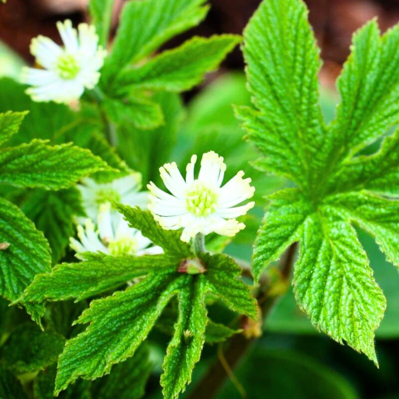 10 Goldenseal Roots