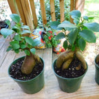 Ficus Microcarpa Ginseng - Ficus Bonsai