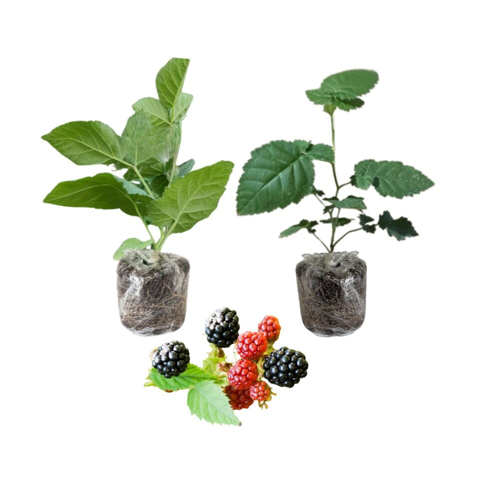 2 Chester Blackberry Plants, Thornless Blackberry Plants Live for Planting, Blackberry Bush, Blackberries Plants, Fruit Bushes Live Plant, Blackberries Fruit Trees 5 to 9 Inches Tall