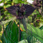 2 Black Bat Tacca Chantrieri Trees - In 4 Inch Pot, 2 Pots