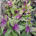2 Gynura Aurantiaca Purple Passion Plants, In 4 Inch Pot