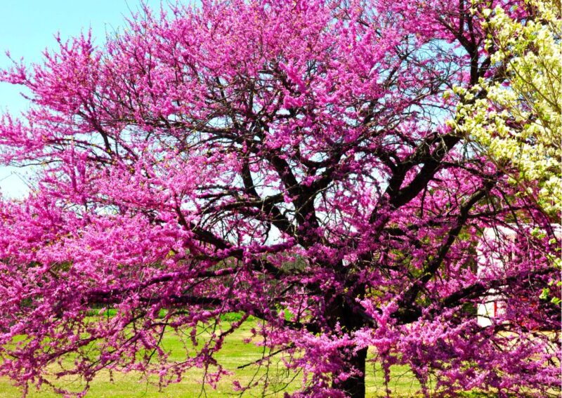 Purple Pink Redbud Tree Live Plant - 2-3 Ft - Zones 5-9 - 2 Year-Old Seedling Red Bud Trees Live Plants Outdoor Fast Growing