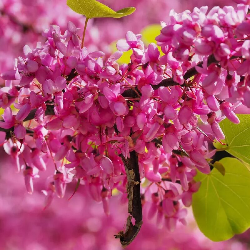 10 Eastern Redbud Trees Live Plants - 6"-12" - Zones 4-9 - Cercis Canadensis Red Bud Trees Live Plants Bareroot Seedlings Outdoor Fast Growing