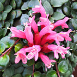 Aeschynanthus Lipstick Plant