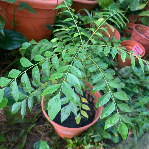 1 Murraya Koenigii Curry Leaves Plant 5 To 9 Inch Tall In Quart Pot