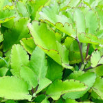 Kalanchoe Pinnata Plant 4-8 Inch Tall, 4 Inc Pot