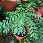 Curry Leaf Plant 5-9 Inc, 4 Inc Pot (Murraya Koenigii)