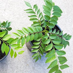 Murraya Koenigii Indian Curry Leaves Tree 4 Inch Pot, 5-9 Inc Tall