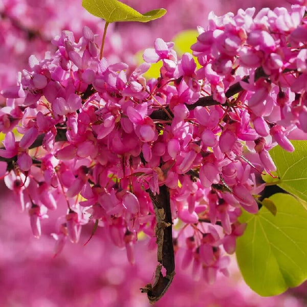 10 Eastern Redbud Trees Live Plants - 6"-12" - Zones 4-9 - Cercis Canadensis Red Bud Trees Live Plants Bareroot Seedlings Outdoor Fast Growing