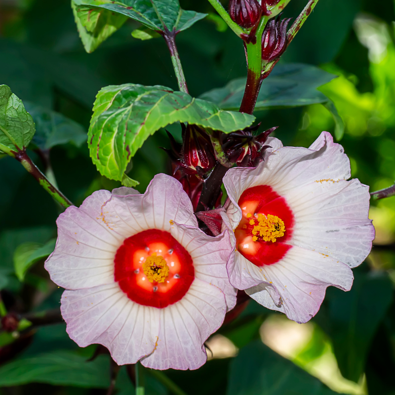 3 Sorrel Roselle Hibiscus Plants, Jamaica Red Roselle Hibiscus 4 Inc Pot