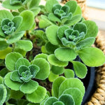 Plectranthus Tomentosa Vicks Herb Plant