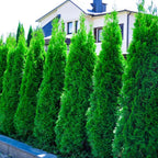 10 Murray Cypress Trees Live Plants Hedge Privacy - Zone: 5-9