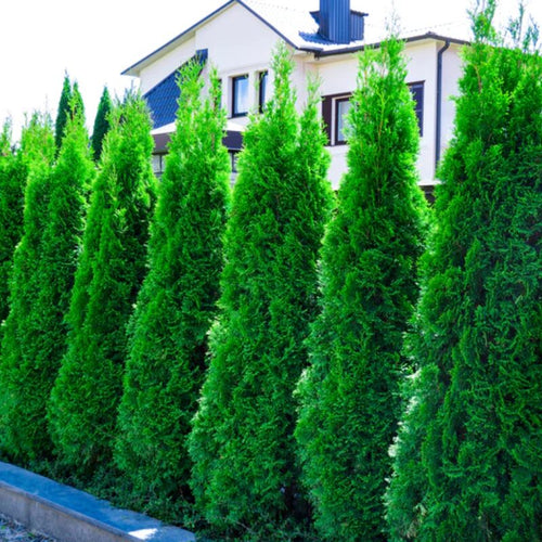 10 Murray Cypress Trees Live Plants Hedge Privacy - Zone: 5-9